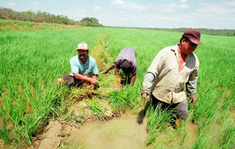 Piura: instalan mesa de trabajo para frenar la caída del precio del arroz en chacra