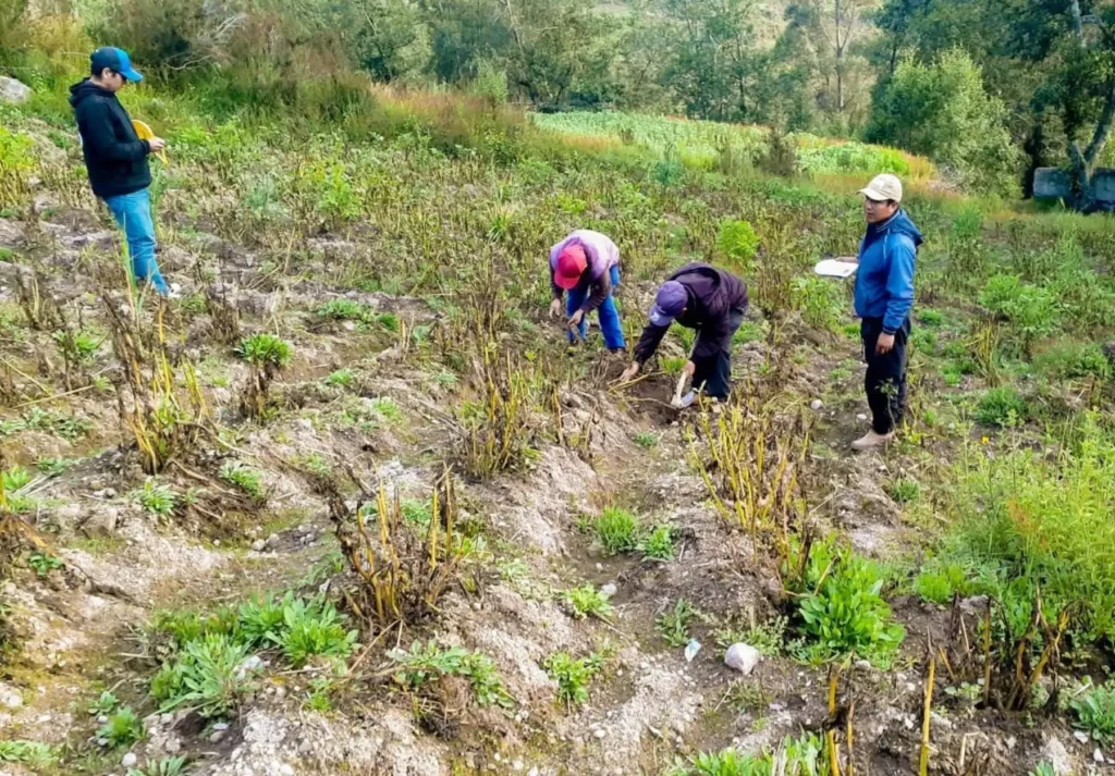 Midagri activa Seguro Agrícola Catastrófico 2025-2026 en Ica para proteger cultivos ante eventos climáticos Midagri activa Seguro Agrícola Catastrófico 2025-2026 en Ica para proteger cultivos ante eventos climáticos