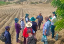 Agricultores de Trujillo se capacitan para mejorar calidad del maíz morado Agricultores de Trujillo se capacitan para mejorar calidad del maíz morado