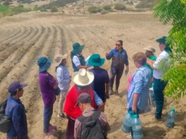 Agricultores de Trujillo se capacitan para mejorar calidad del maíz morado Agricultores de Trujillo se capacitan para mejorar calidad del maíz morado