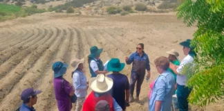 Agricultores de Trujillo se capacitan para mejorar calidad del maíz morado Agricultores de Trujillo se capacitan para mejorar calidad del maíz morado