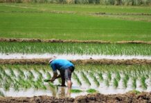 DRAP respalda demanda de arroceros y propone reducir siembra de arroz en Piura DRAP respalda protesta de agricultores y propone reducir siembra de arroz en Piura