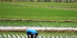 DRAP respalda demanda de arroceros y propone reducir siembra de arroz en Piura DRAP respalda protesta de agricultores y propone reducir siembra de arroz en Piura