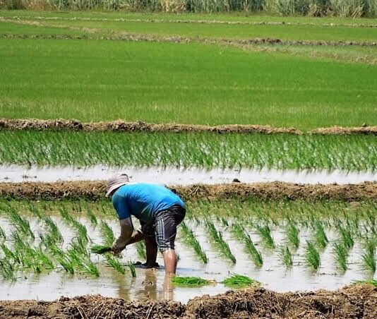 DRAP respalda demanda de arroceros y propone reducir siembra de arroz en Piura DRAP respalda protesta de agricultores y propone reducir siembra de arroz en Piura