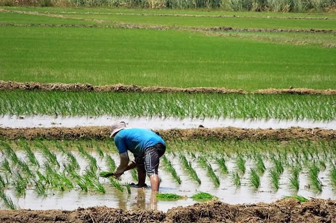 DRAP respalda protesta de agricultores y propone reducir siembra de arroz en Piura DRAP respalda protesta de agricultores y propone reducir siembra de arroz en Piura