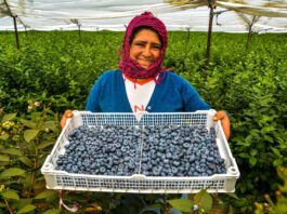 Perú acelera agroexportaciones y recorta distancia con Chile Perú acelera agroexportaciones y recorta distancia con Chile
