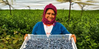 Perú acelera agroexportaciones y recorta distancia con Chile Perú acelera agroexportaciones y recorta distancia con Chile