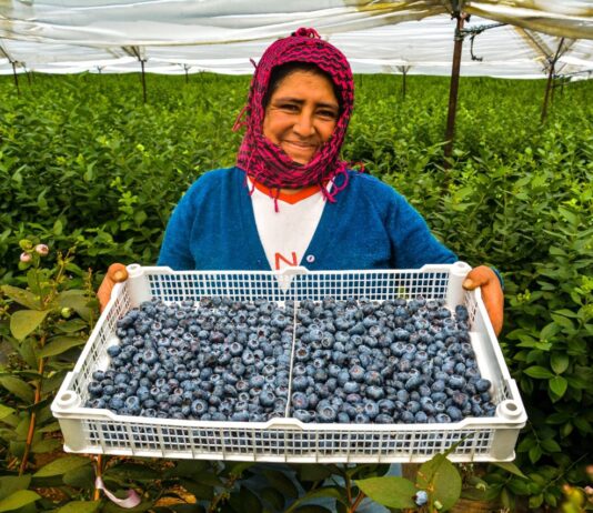 Perú acelera agroexportaciones y recorta distancia con Chile Perú acelera agroexportaciones y recorta distancia con Chile