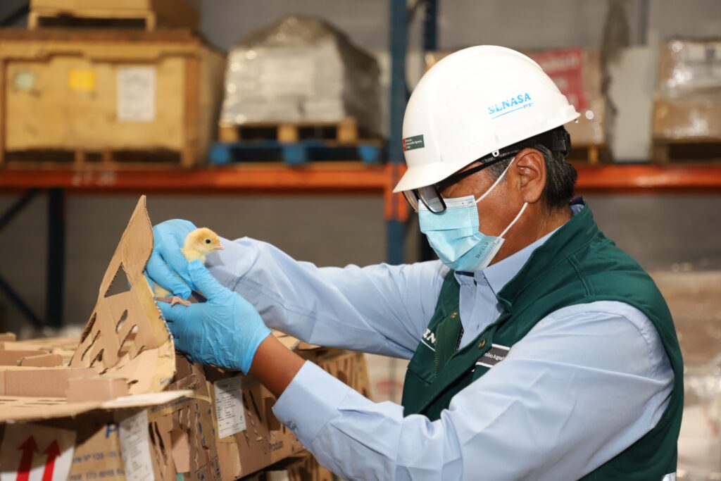 Perú exportará huevos fértiles y pollos reproductores a Ecuador tras acuerdo sanitario