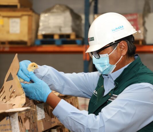 Perú exportará huevos fértiles y pollos reproductores a Ecuador tras acuerdo sanitario Perú exportará huevos fértiles y pollos reproductores a Ecuador tras acuerdo sanitario