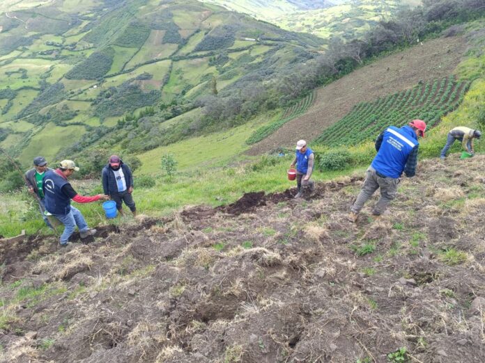 Más de 1,400 productores de Huancabamba son beneficiados con proyecto de agricultura familiar