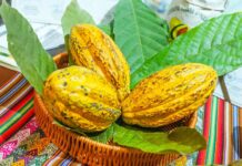 Midagri oficializa la FICACAO 2026 en Cusco para impulsar el cacao peruano Midagri oficializa la FICACAO 2026 en Cusco para impulsar el cacao peruano