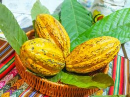 Midagri oficializa la FICACAO 2026 en Cusco para impulsar el cacao peruano Midagri oficializa la FICACAO 2026 en Cusco para impulsar el cacao peruano