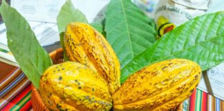 Midagri oficializa la FICACAO 2026 en Cusco para impulsar el cacao peruano Midagri oficializa la FICACAO 2026 en Cusco para impulsar el cacao peruano