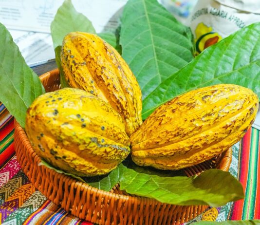 Midagri oficializa la FICACAO 2026 en Cusco para impulsar el cacao peruano Midagri oficializa la FICACAO 2026 en Cusco para impulsar el cacao peruano