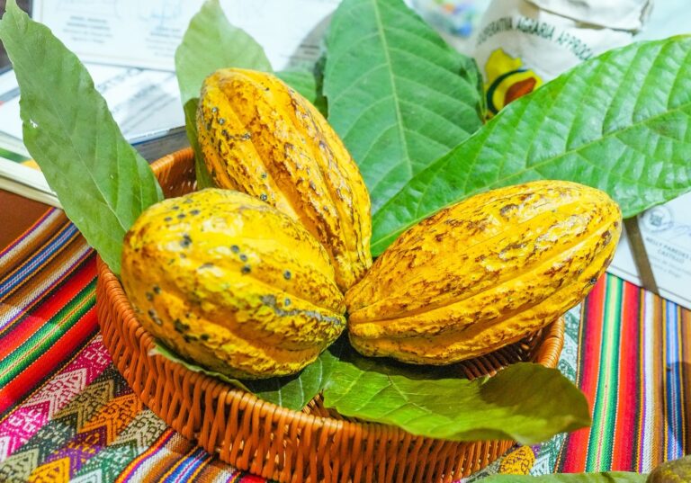 Midagri oficializa la FICACAO 2026 en Cusco para impulsar el cacao peruano