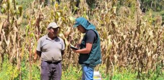 Realizarán Encuesta Nacional de Intenciones de Siembra 2026 para 23 cultivos transitorios en el Perú Realizarán Encuesta Nacional de Intenciones de Siembra 2026 para 23 cultivos transitorios en el Perú