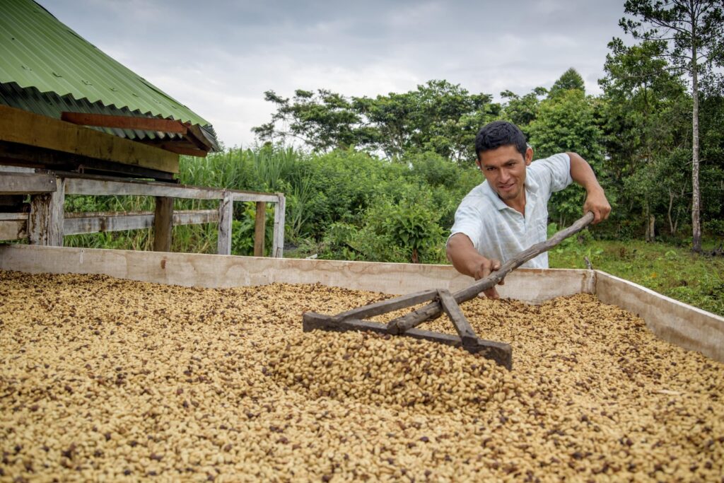 Exportaciones de café peruano crecen 71.9% en primer bimestre del 2026