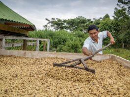 Exportaciones de café peruano crecen 71.9% en primer bimestre del 2026 Exportaciones de café peruano crecen 71.9% en primer bimestre del 2026