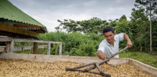 Exportaciones de café peruano crecen 71.9% en primer bimestre del 2026 Exportaciones de café peruano crecen 71.9% en primer bimestre del 2026