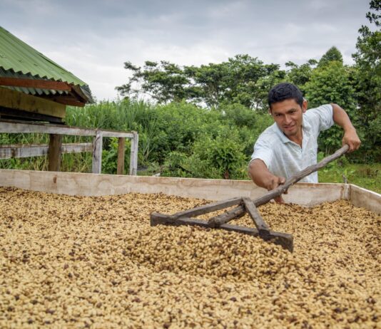 Exportaciones de café peruano crecen 71.9% en primer bimestre del 2026 Exportaciones de café peruano crecen 71.9% en primer bimestre del 2026