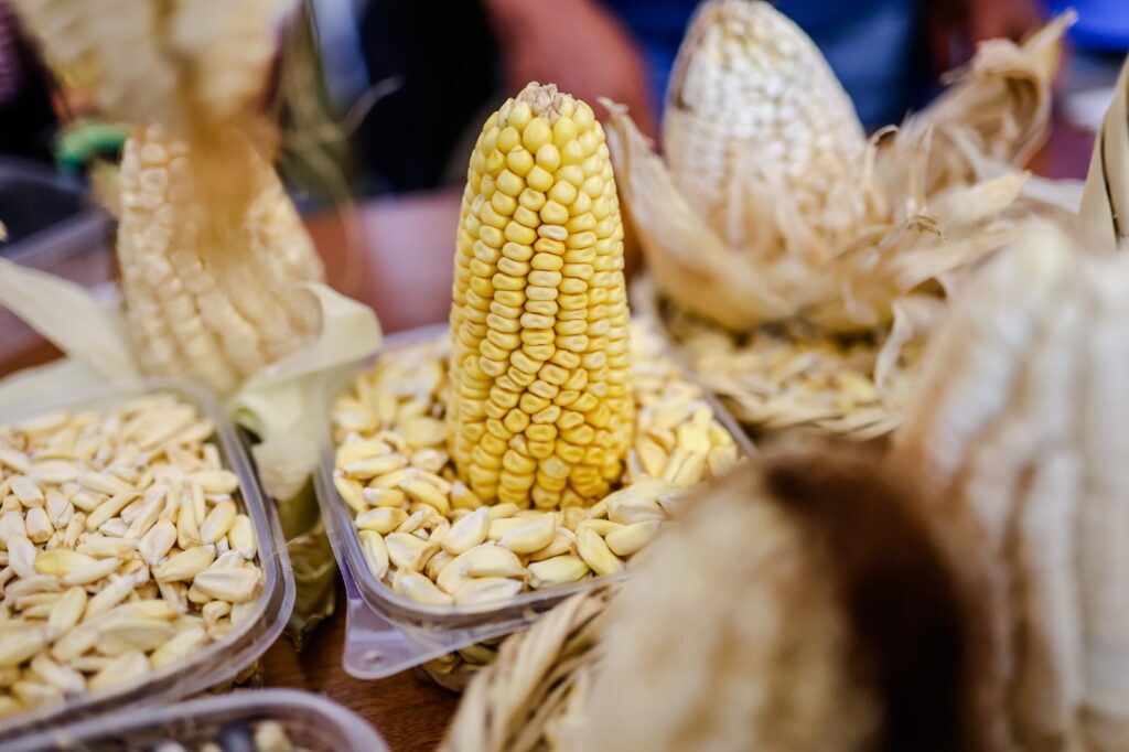 Perú registró 856 mil toneladas de producción de maíz en 2025, informa Midagri