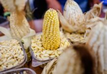 Perú registró 856 mil toneladas de producción de maíz en 2025, informa Midagri Perú registró 856 mil toneladas de producción de maíz en 2025, informa Midagri