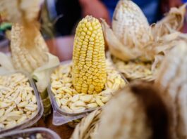 Perú registró 856 mil toneladas de producción de maíz en 2025, informa Midagri Perú registró 856 mil toneladas de producción de maíz en 2025, informa Midagri