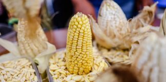 Perú registró 856 mil toneladas de producción de maíz en 2025, informa Midagri Perú registró 856 mil toneladas de producción de maíz en 2025, informa Midagri