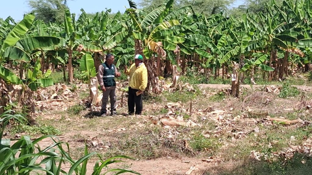Productores de Cura Mori se capacitan en manejo de banano orgánico y bioinsumos