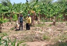 Productores de Cura Mori se capacitan en manejo de banano orgánico y bioinsumos Productores de Cura Mori se capacitan en manejo de banano orgánico y bioinsumos