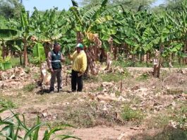 Productores de Cura Mori se capacitan en manejo de banano orgánico y bioinsumos Productores de Cura Mori se capacitan en manejo de banano orgánico y bioinsumos