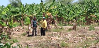 Productores de Cura Mori se capacitan en manejo de banano orgánico y bioinsumos Productores de Cura Mori se capacitan en manejo de banano orgánico y bioinsumos