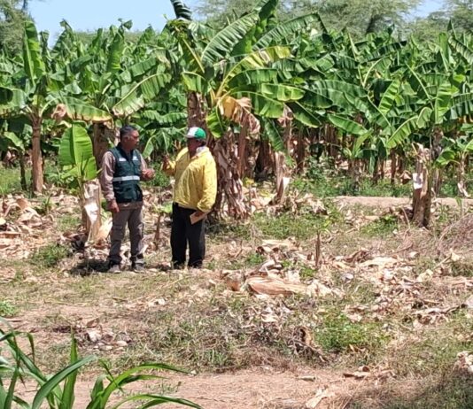 Productores de Cura Mori se capacitan en manejo de banano orgánico y bioinsumos Productores de Cura Mori se capacitan en manejo de banano orgánico y bioinsumos