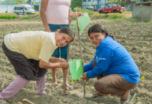 Asociación de mujeres en Sechura implementa trampas ecológicas para controlar plagas en frijol caupí Asociación de mujeres en Sechura implementa trampas ecológicas para controlar plagas en frijol caupí