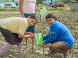 Asociación de mujeres en Sechura implementa trampas ecológicas para controlar plagas en frijol caupí Asociación de mujeres en Sechura implementa trampas ecológicas para controlar plagas en frijol caupí