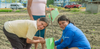 Asociación de mujeres en Sechura implementa trampas ecológicas para controlar plagas en frijol caupí Asociación de mujeres en Sechura implementa trampas ecológicas para controlar plagas en frijol caupí