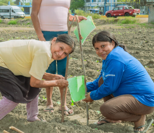Asociación de mujeres en Sechura implementa trampas ecológicas para controlar plagas en frijol caupí Asociación de mujeres en Sechura implementa trampas ecológicas para controlar plagas en frijol caupí