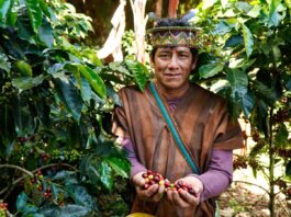 Más de 14 mil agricultores del Perú acceden a S/ 226 millones en créditos del MIDAGRI Más de 14 mil agricultores del Perú acceden a S/ 226 millones en créditos del MIDAGRI