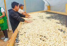MIDAGRI fortalece producción de maíz en la sierra norte con asistencia técnica MIDAGRI fortalece producción de maíz en la sierra norte con asistencia técnica