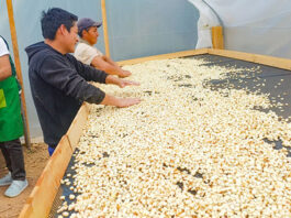 MIDAGRI fortalece producción de maíz en la sierra norte con asistencia técnica MIDAGRI fortalece producción de maíz en la sierra norte con asistencia técnica