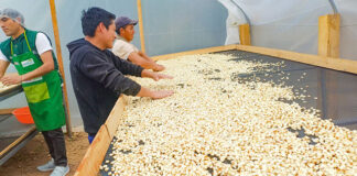 MIDAGRI fortalece producción de maíz en la sierra norte con asistencia técnica MIDAGRI fortalece producción de maíz en la sierra norte con asistencia técnica