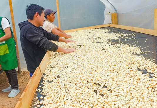 MIDAGRI fortalece producción de maíz en la sierra norte con asistencia técnica MIDAGRI fortalece producción de maíz en la sierra norte con asistencia técnica