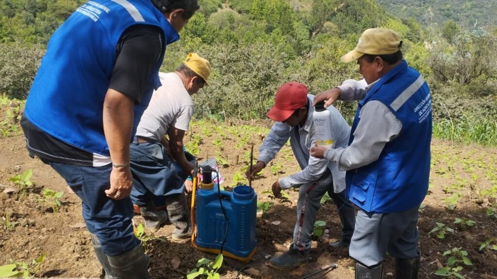 Producción de arveja se triplicará en Huarmaca con manejo integrado de plagas