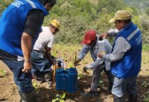 Piura: Producción de arveja se triplicará en Huarmaca con manejo integrado de plagas Producción de arveja se triplicará en Huarmaca con manejo integrado de plagas