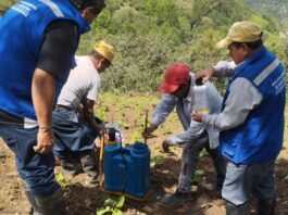 Piura: Producción de arveja se triplicará en Huarmaca con manejo integrado de plagas Producción de arveja se triplicará en Huarmaca con manejo integrado de plagas