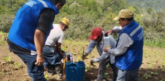 Piura: Producción de arveja se triplicará en Huarmaca con manejo integrado de plagas Producción de arveja se triplicará en Huarmaca con manejo integrado de plagas