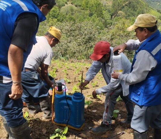 Piura: Producción de arveja se triplicará en Huarmaca con manejo integrado de plagas Producción de arveja se triplicará en Huarmaca con manejo integrado de plagas