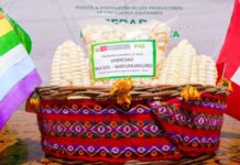 Lanzan supervariedades de maíz y cebada que elevarán la productividad agrícola hasta en 60% Lanzan supervariedades de maíz y cebada que elevarán la productividad agrícola hasta en 60%