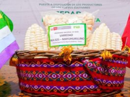 Lanzan supervariedades de maíz y cebada que elevarán la productividad agrícola hasta en 60% Lanzan supervariedades de maíz y cebada que elevarán la productividad agrícola hasta en 60%